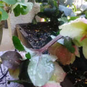 ヒメ日記 2025/02/27 13:26 投稿 かんな 性腺熟女100％鶯谷（デリヘル市場）