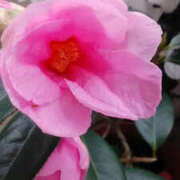 ヒメ日記 2025/03/15 14:39 投稿 かんな 性腺熟女100％鶯谷（デリヘル市場）