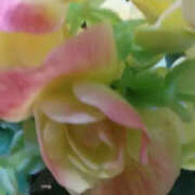 ヒメ日記 2025/03/16 06:26 投稿 かんな 性腺熟女100％鶯谷（デリヘル市場）