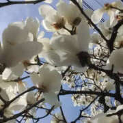 ヒメ日記 2025/03/20 13:24 投稿 かんな 性腺熟女100％鶯谷（デリヘル市場）