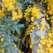 ヒメ日記 2025/03/25 14:25 投稿 かんな 性腺熟女100％鶯谷（デリヘル市場）