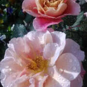 ヒメ日記 2025/04/19 16:00 投稿 かんな 性腺熟女100％鶯谷（デリヘル市場）