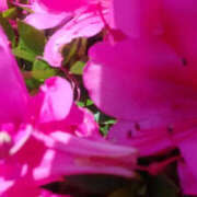 ヒメ日記 2025/05/28 13:02 投稿 かんな 性腺熟女100％鶯谷（デリヘル市場）