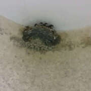 ヒメ日記 2025/06/05 12:14 投稿 かんな 性腺熟女100％鶯谷（デリヘル市場）