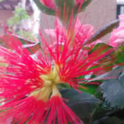 ヒメ日記 2025/06/08 06:56 投稿 かんな 性腺熟女100％鶯谷（デリヘル市場）