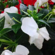 ヒメ日記 2025/06/15 14:52 投稿 かんな 性腺熟女100％鶯谷（デリヘル市場）