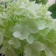 ヒメ日記 2025/06/22 17:23 投稿 かんな 性腺熟女100％鶯谷（デリヘル市場）