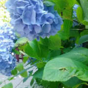 ヒメ日記 2025/06/30 01:23 投稿 かんな 性腺熟女100％鶯谷（デリヘル市場）