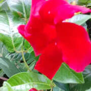 ヒメ日記 2025/08/03 15:07 投稿 かんな 性腺熟女100％鶯谷（デリヘル市場）