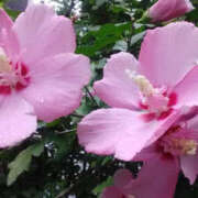 ヒメ日記 2025/09/13 14:40 投稿 かんな 性腺熟女100％鶯谷（デリヘル市場）