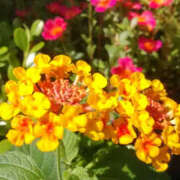 ヒメ日記 2025/09/18 16:45 投稿 かんな 性腺熟女100％鶯谷（デリヘル市場）