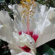 ヒメ日記 2025/09/26 12:02 投稿 かんな 性腺熟女100％鶯谷（デリヘル市場）