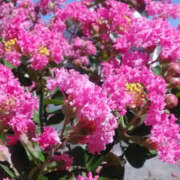 ヒメ日記 2025/09/28 13:55 投稿 かんな 性腺熟女100％鶯谷（デリヘル市場）