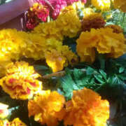 ヒメ日記 2025/11/07 12:55 投稿 かんな 性腺熟女100％鶯谷（デリヘル市場）