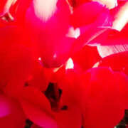 ヒメ日記 2026/01/05 12:47 投稿 かんな 性腺熟女100％鶯谷（デリヘル市場）