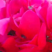 ヒメ日記 2026/01/11 13:47 投稿 かんな 性腺熟女100％鶯谷（デリヘル市場）