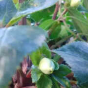 ヒメ日記 2026/01/12 18:17 投稿 かんな 性腺熟女100％鶯谷（デリヘル市場）