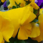 ヒメ日記 2026/02/06 13:17 投稿 かんな 性腺熟女100％鶯谷（デリヘル市場）