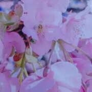 ヒメ日記 2026/02/20 23:26 投稿 かんな 性腺熟女100％鶯谷（デリヘル市場）