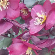 ヒメ日記 2026/02/27 13:03 投稿 かんな 性腺熟女100％鶯谷（デリヘル市場）