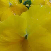 ヒメ日記 2026/03/09 13:01 投稿 かんな 性腺熟女100％鶯谷（デリヘル市場）