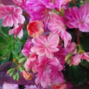 ヒメ日記 2026/03/17 05:30 投稿 かんな 性腺熟女100％鶯谷（デリヘル市場）