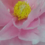 ヒメ日記 2026/04/14 04:55 投稿 かんな 性腺熟女100％鶯谷（デリヘル市場）