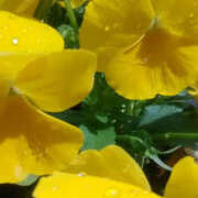 ヒメ日記 2026/04/27 11:36 投稿 かんな 性腺熟女100％鶯谷（デリヘル市場）