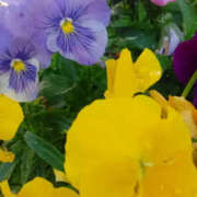 ヒメ日記 2026/04/28 07:53 投稿 かんな 性腺熟女100％鶯谷（デリヘル市場）