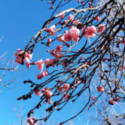 ヒメ日記 2025/02/20 09:35 投稿 あずみ 性腺熟女100％鶯谷（デリヘル市場）