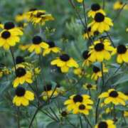 ヒメ日記 2025/08/03 08:34 投稿 あずみ 性腺熟女100％鶯谷（デリヘル市場）