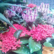 ヒメ日記 2025/08/23 08:15 投稿 あずみ 性腺熟女100％鶯谷（デリヘル市場）