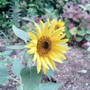 ヒメ日記 2025/08/31 09:23 投稿 あずみ 性腺熟女100％鶯谷（デリヘル市場）