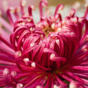 ヒメ日記 2025/09/11 10:52 投稿 あずみ 性腺熟女100％鶯谷（デリヘル市場）