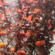 ヒメ日記 2025/10/08 09:29 投稿 あずみ 性腺熟女100％鶯谷（デリヘル市場）