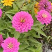 ヒメ日記 2025/10/16 09:30 投稿 あずみ 性腺熟女100％鶯谷（デリヘル市場）