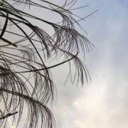 ヒメ日記 2025/11/15 08:00 投稿 あずみ 性腺熟女100％鶯谷（デリヘル市場）