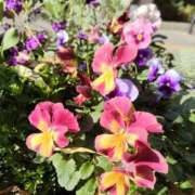 ヒメ日記 2026/01/08 09:19 投稿 あずみ 性腺熟女100％鶯谷（デリヘル市場）