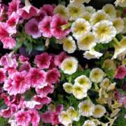 ヒメ日記 2026/01/17 09:26 投稿 あずみ 性腺熟女100％鶯谷（デリヘル市場）