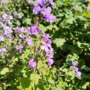 ヒメ日記 2026/03/15 12:10 投稿 あずみ 性腺熟女100％鶯谷（デリヘル市場）