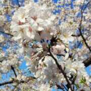 ヒメ日記 2026/04/03 20:10 投稿 あずみ 性腺熟女100％鶯谷（デリヘル市場）