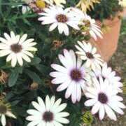 ヒメ日記 2026/04/26 08:20 投稿 あずみ 性腺熟女100％鶯谷（デリヘル市場）