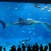 ヒメ日記 2025/08/21 11:30 投稿 けい 性腺熟女100％鶯谷（デリヘル市場）