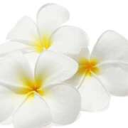 ヒメ日記 2025/06/10 21:50 投稿 さゆり 性腺熟女100％鶯谷（デリヘル市場）