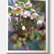 ヒメ日記 2025/03/16 14:14 投稿 しの 性腺熟女100％鶯谷（デリヘル市場）