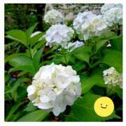 ヒメ日記 2025/06/15 16:37 投稿 しの 性腺熟女100％鶯谷（デリヘル市場）