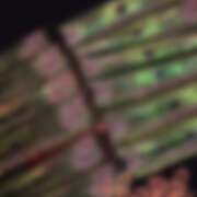 ヒメ日記 2025/07/13 12:03 投稿 さやか さくらん