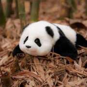 ヒメ日記 2025/03/11 13:31 投稿 リナ バニーコレクション千葉栄町店