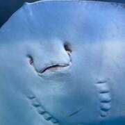 リナ しゅ〜ご〜 バニーコレクション千葉栄町店