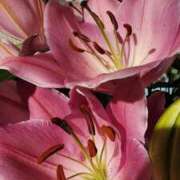 ヒメ日記 2025/02/03 08:00 投稿 愛沢みゆ アラフォーna奥様 アラフィフna奥様（埼玉ハレ系）